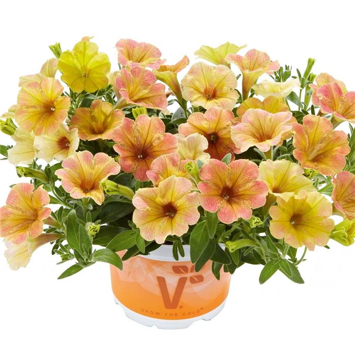 Hänge-Petunie 'Chameletunia® Mango'