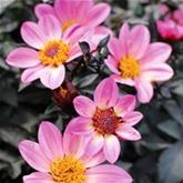 Dahlie 'Happy Days Pink'