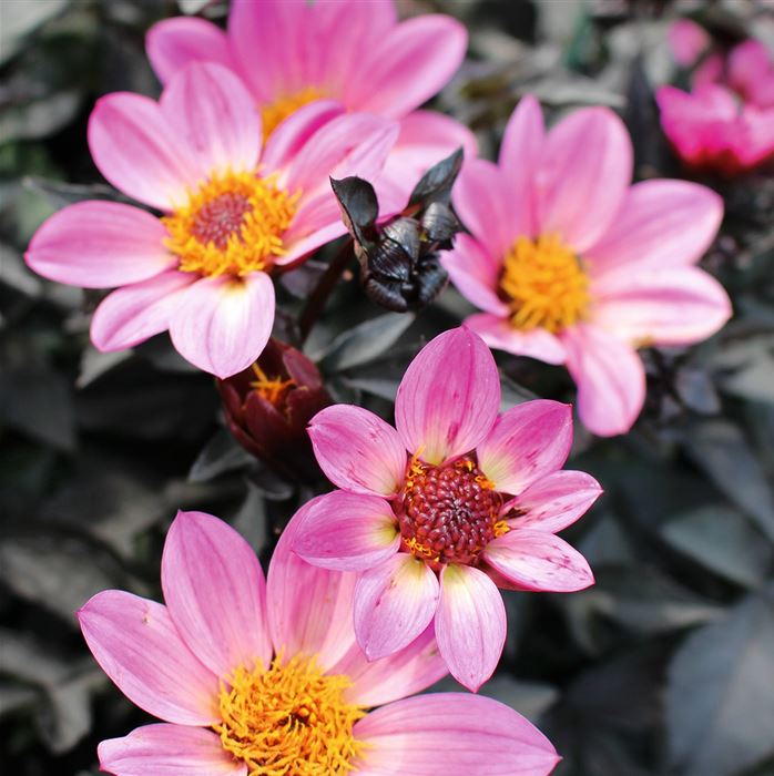 Dahlie 'Happy Days Pink'