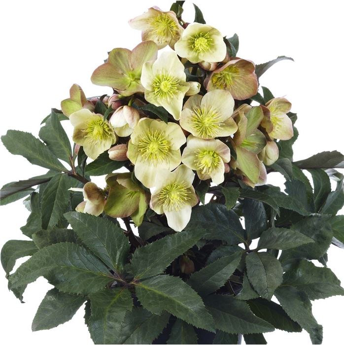 Schneerose HGC® 'Camelot®'