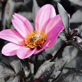 Dahlie 'Happy Days Pink'