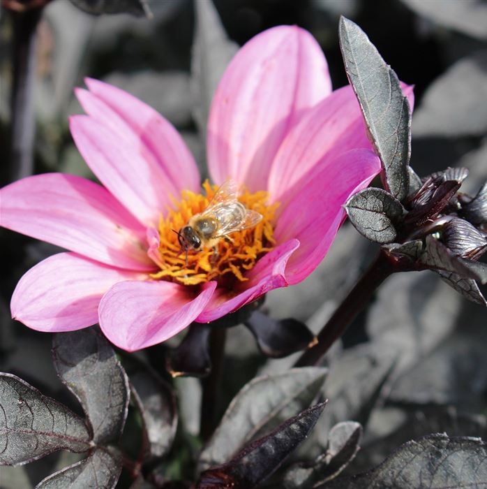 Dahlie 'Happy Days Pink'