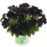 Hänge-Petunie 'Patia® Back to Black'
