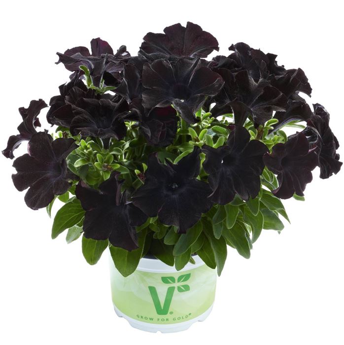 Hänge-Petunie 'Patia® Back to Black'