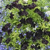 Hänge-Petunie 'Patia® Back to Black'