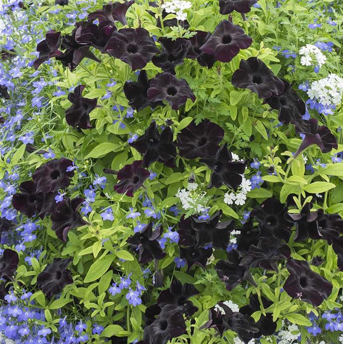 Hänge-Petunie 'Patia® Back to Black'