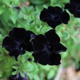 Hänge-Petunie 'Patia® Back to Black'