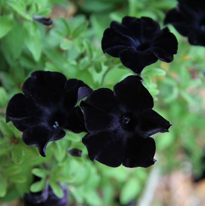 Hänge-Petunie 'Patia® Back to Black'