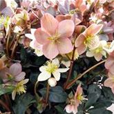 Schneerose HGC® 'Pink Frost®'