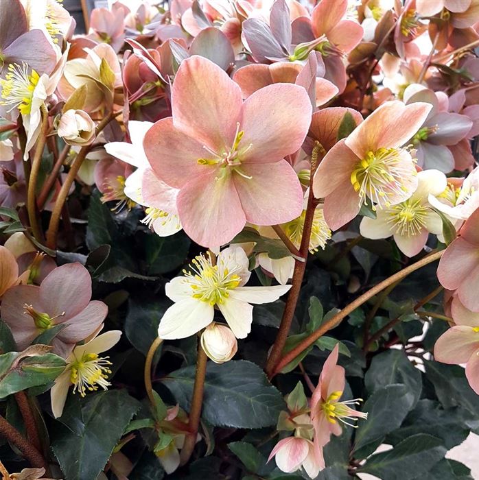 Schneerose HGC® 'Pink Frost®'