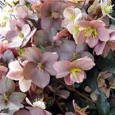 Schneerose HGC® 'Pink Frost®'