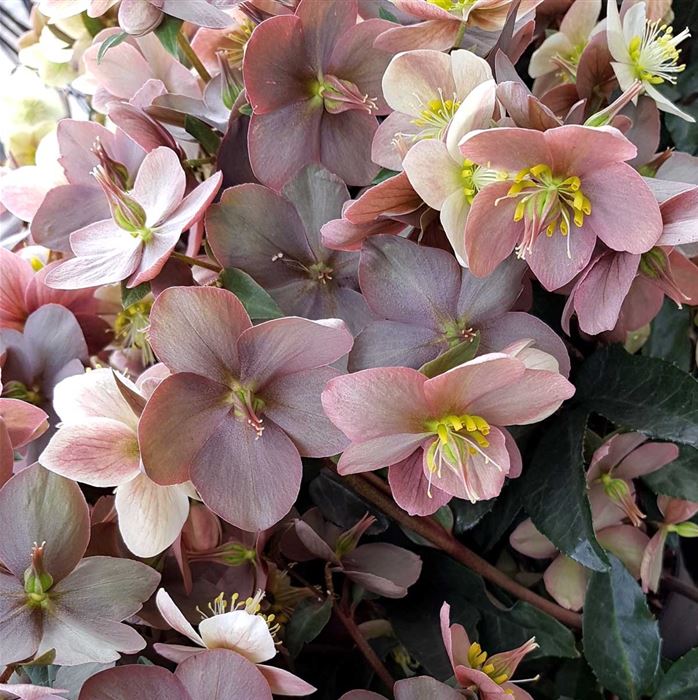 Schneerose HGC® 'Pink Frost®'