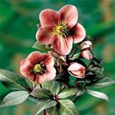 Schneerose HGC® 'Pink Frost®'