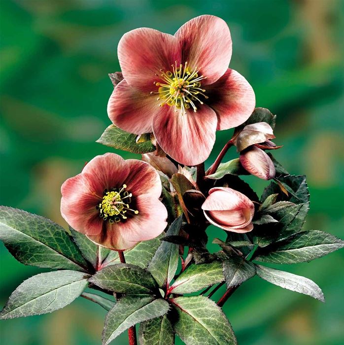 Schneerose HGC® 'Pink Frost®'