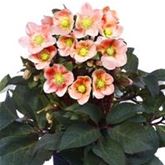 Schneerose HGC® 'Pink Frost®'