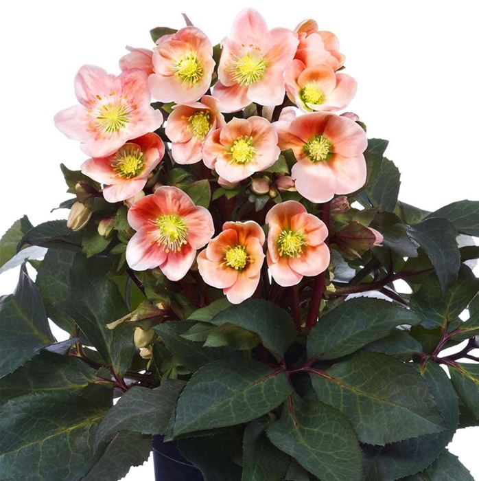 Schneerose HGC® 'Pink Frost®'