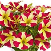 Hänge-Petunie 'Pegasus® Queen of Hearts'