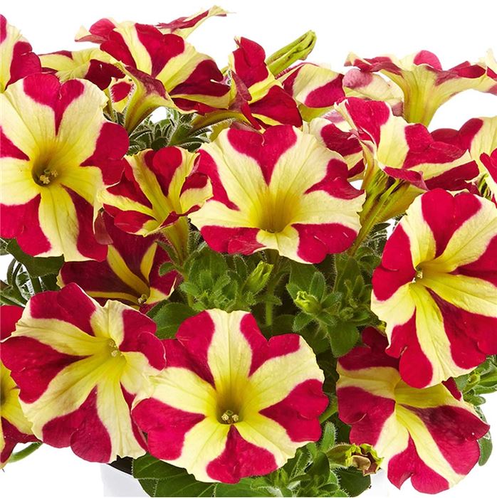 Hänge-Petunie 'Pegasus® Queen of Hearts'