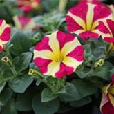 Hänge-Petunie 'Pegasus® Queen of Hearts'