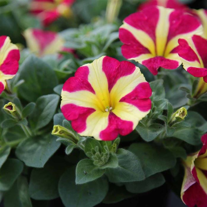 Hänge-Petunie 'Pegasus® Queen of Hearts'