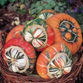 Deko-Kürbis 'Turban Mix'