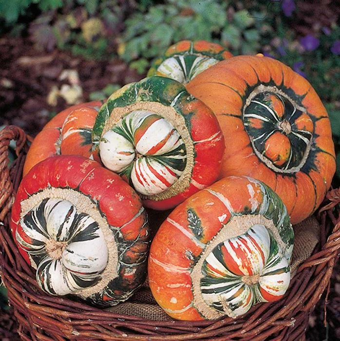 Deko-Kürbis 'Turban Mix'