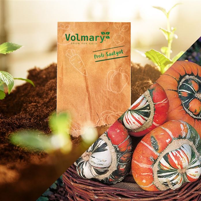 Deko-Kürbis 'Turban Mix'