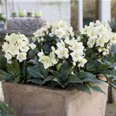 Schneerose HGC® 'Shooting Star®'