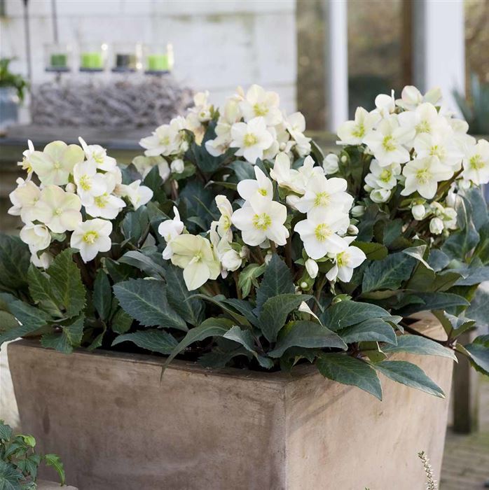 Schneerose HGC® 'Shooting Star®'