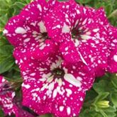 Hänge-Petunie 'Pegasus® Special Pink Splash'