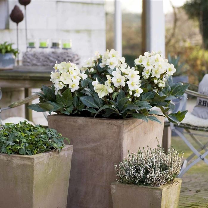 Schneerose HGC® 'Shooting Star®'