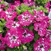 Hänge-Petunie 'Pegasus® Special Pink Splash'