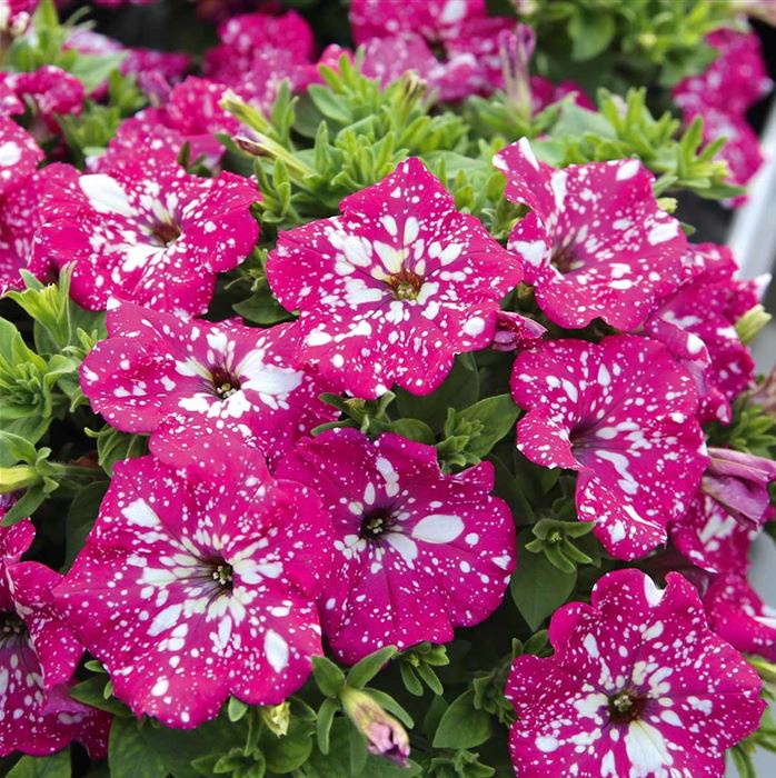 Hänge-Petunie 'Pegasus® Special Pink Splash'