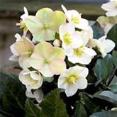 Schneerose HGC® 'Shooting Star®'