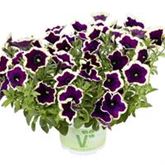 Hänge-Petunie 'Fortado® Velvet Picotee'