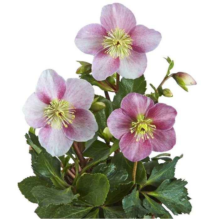 Schneerose 'Madame Lemonnier®'