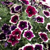 Hänge-Petunie 'Fortado® Velvet Picotee'