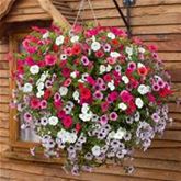 Hänge-Petunie 'Surfinia® Mix' Hänge-Petunie 'Surfinia® Mix'