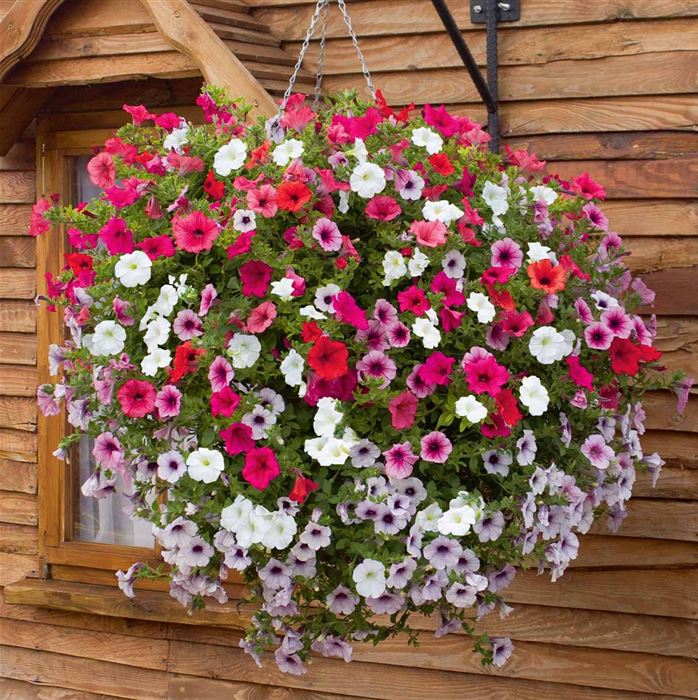 Hänge-Petunie 'Surfinia® Mix' Hänge-Petunie 'Surfinia® Mix'