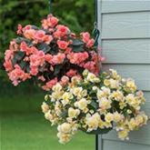 Duft-Begonien 'Sweet Spice Mix'