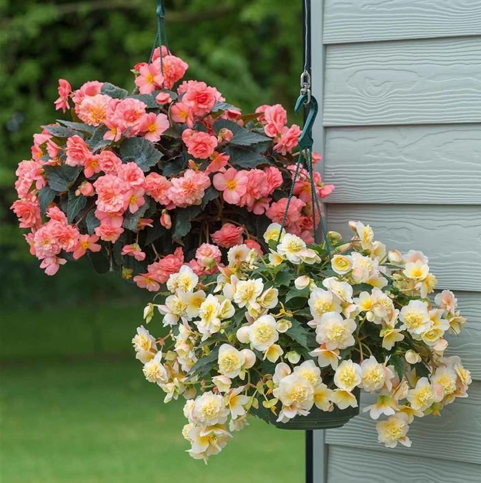 Duft-Begonien 'Sweet Spice Mix'