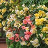 Duft-Begonien 'Sweet Spice Mix'