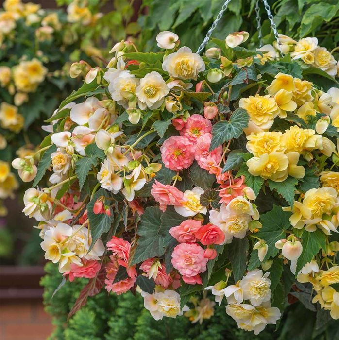 Duft-Begonien 'Sweet Spice Mix'