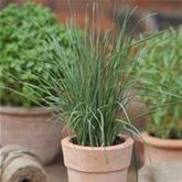 Schnittknoblauch 'Neko'