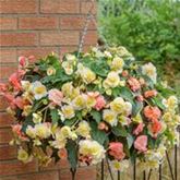 Duft-Begonien 'Sweet Spice Mix'