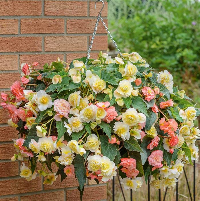 Duft-Begonien 'Sweet Spice Mix'