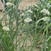 Schnittknoblauch 'Neko'