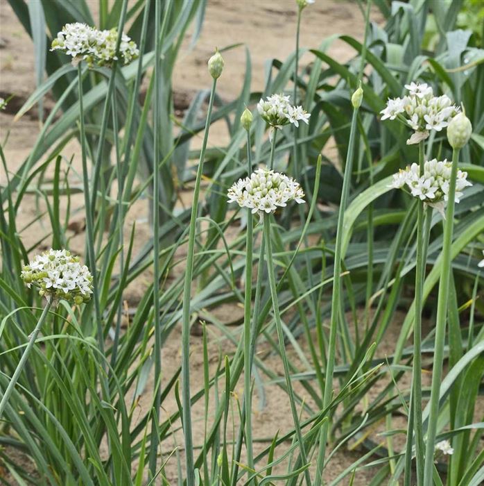 Schnittknoblauch 'Neko'