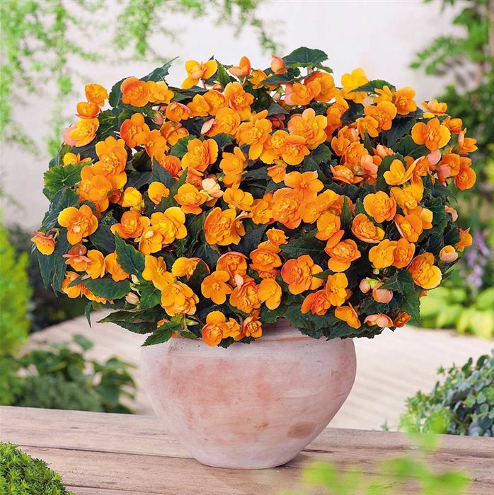 Mulitflora-Begonie 'Beluga® Orange'