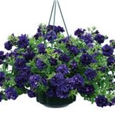 Hänge-Petunie 'Tumbelina® Belinda'
